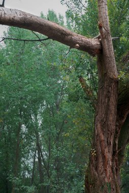 Fırtınadan sonra bir parkta devrilmiş ve kırılmış ağaçlar. Palencia, İspanya