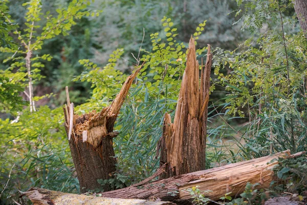 Πεσμένα Και Σπασμένα Δέντρα Ένα Πάρκο Μετά Από Μια Καταιγίδα — Φωτογραφία Αρχείου