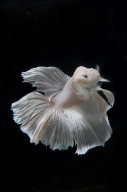 Kırmızı betta balığı, siyam balığı siyah arka planda savaşıyor.