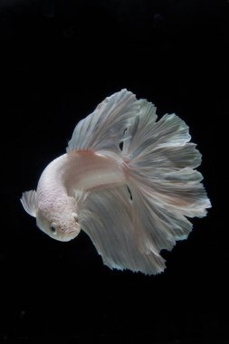 Beyaz daha iyi balık, Siyam mücadele balık siyah arka plan üzerine