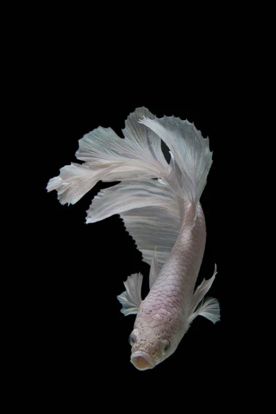 Poisson Betta Blanc Poisson Combat Siamois Sur Fond Noir — Photo