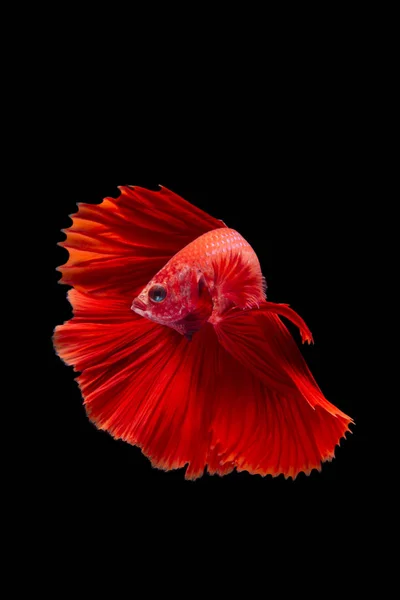 Rode Betta Vis Siamees Vechten Vis Zwarte Achtergrond — Stockfoto