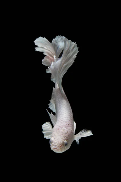 White Betta Fish Siamese Fighting Fish Black Background — Stock Photo, Image