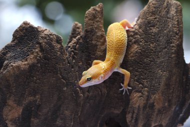 Leopar Gecko ahşap üzerine
