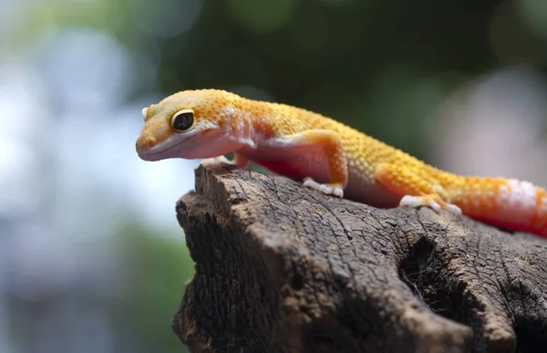 Leopard Gecko Wood — Stock Photo, Image