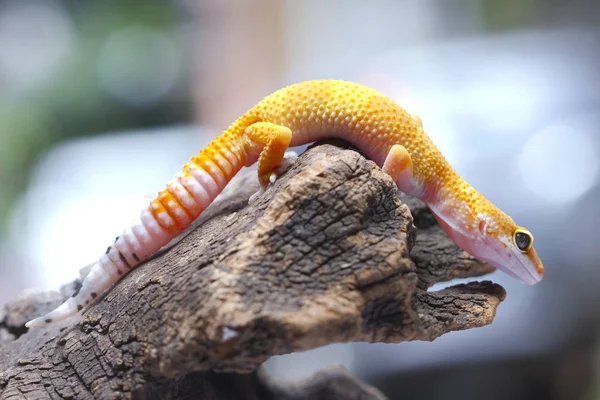 Leopardo Gecko Sobre Madera — Foto de Stock