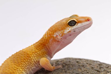 Leopar Gecko taş