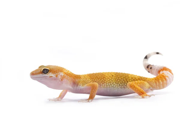 Leopard Gecko Onwhite Tła — Zdjęcie stockowe