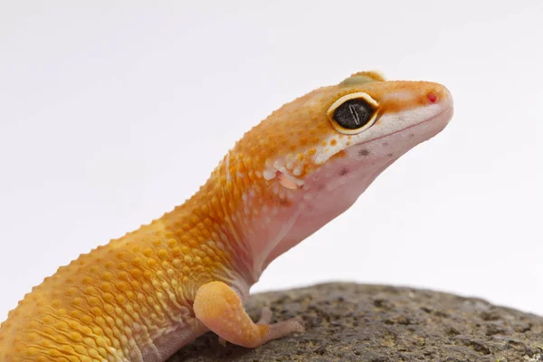 Leopardo Gecko Pedra — Fotografia de Stock