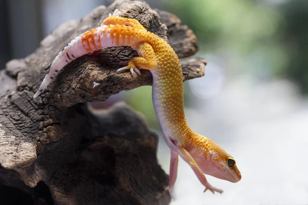 Leopardo Gecko Madeira — Fotografia de Stock