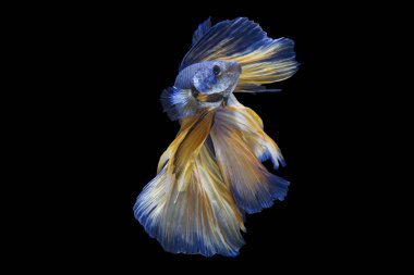 Siyam mücadele balık siyah arka plan üzerine izole hareketli anı yakalamak