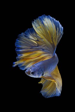 Siyam mücadele balık siyah arka plan üzerine izole hareketli anı yakalamak