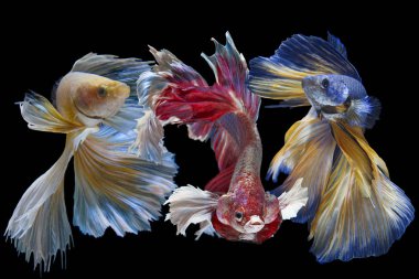 Üç Siyam mücadele balık siyah arka plan üzerine izole hareketli anı yakalamak