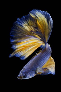 Siyam mücadele balık siyah arka plan üzerine izole hareketli anı yakalamak