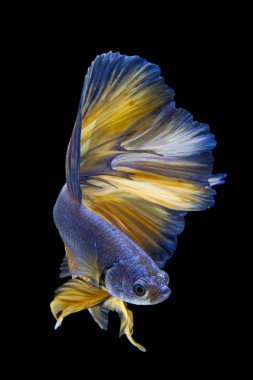 Siyam mücadele balık siyah arka plan üzerine izole hareketli anı yakalamak