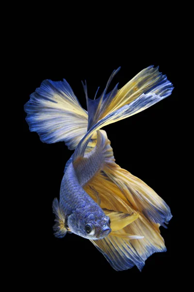 Capture Moving Moment Siamese Fighting Fish Isolated Black Background — Stock Photo, Image
