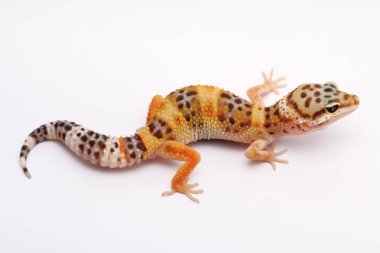 beyaz zemin üzerinde leopar gecko