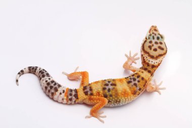 beyaz zemin üzerinde leopar gecko