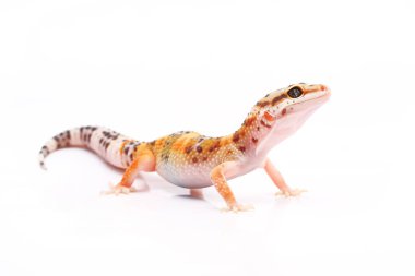 beyaz zemin üzerinde leopar gecko