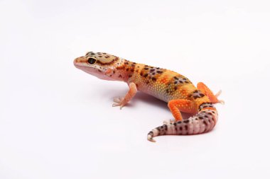 beyaz zemin üzerinde leopar gecko