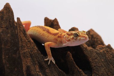 beyaz zemin üzerinde leopar gecko