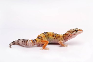 beyaz zemin üzerinde leopar gecko