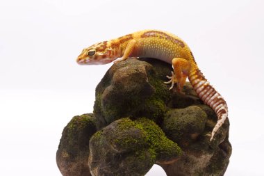 beyaz zemin üzerinde leopar gecko