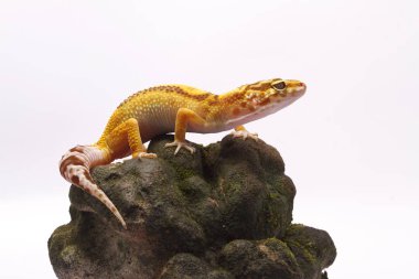 beyaz zemin üzerinde leopar gecko