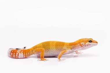 beyaz zemin üzerinde leopar gecko