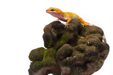 beyaz zemin üzerinde leopar gecko