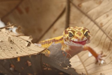 Leopar Gecko yaprak zemin üzerine