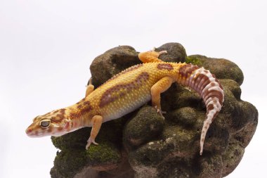 beyaz zemin üzerinde leopar gecko