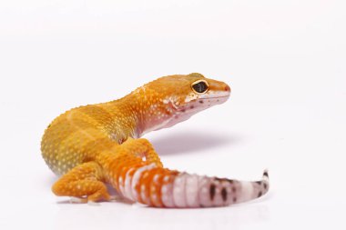 beyaz zemin üzerinde leopar gecko