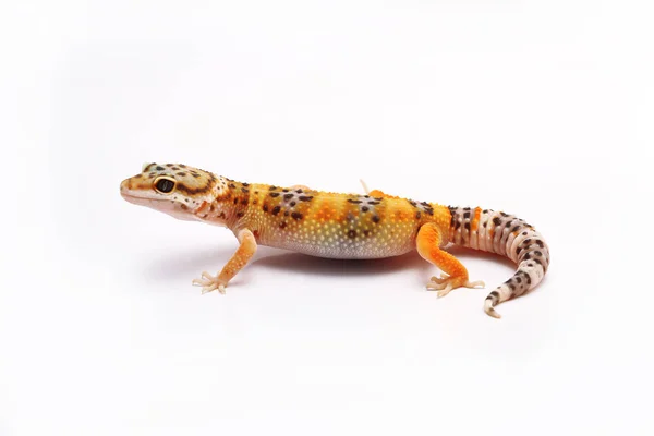 Leopard Gecko Fundal Alb — Fotografie, imagine de stoc