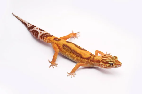 Gecko Leopardo Fundo Branco — Fotografia de Stock