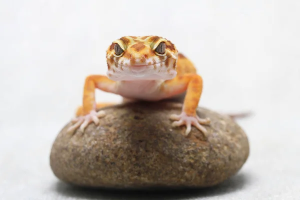 Gecko Léopard Sur Fond Blanc — Photo