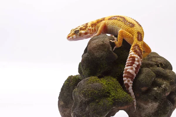 beyaz zemin üzerinde leopar gecko