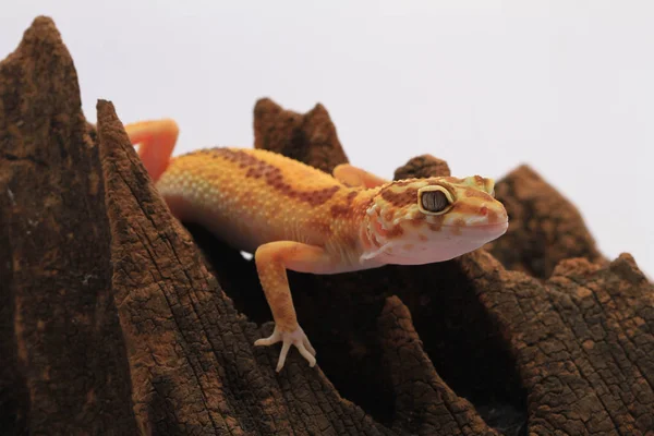 Leopard Gecko Fundal Alb — Fotografie, imagine de stoc