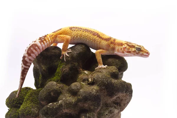 Leopard Gecko Fundal Alb — Fotografie, imagine de stoc