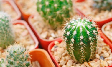 Grup küçük kaktüs kap içinde büyümek