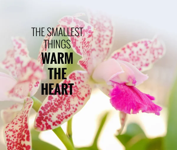 Quote- the smallest things warm the heart