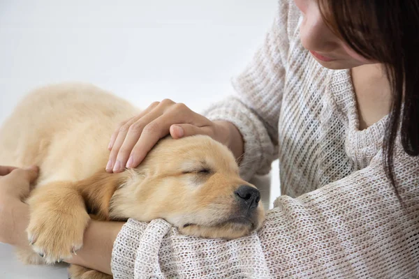 Nahaufnahme von schlafendem Welpen von Golden Retriever — Stockfoto