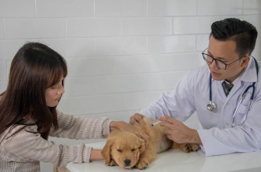 Golden Retriever köpeğine veteriner kliniğinde iğne yapılıyor.