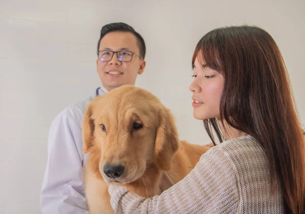 Tierarzt untersucht Golden Retriever in Tierklinik — Stockfoto