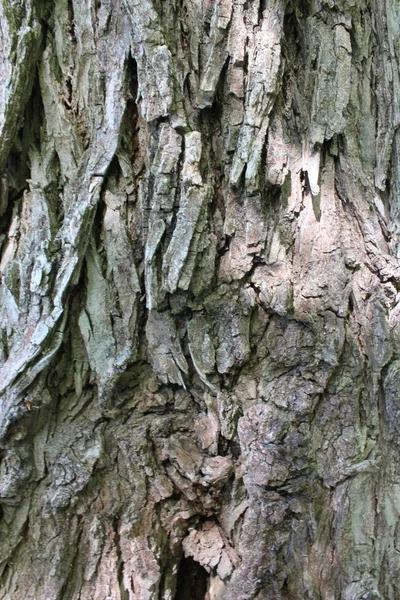 Écorce d'arbre texture, motif en bois, barre d'arbre fissurée — Photo