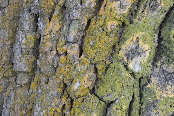 Écorce d'arbre texture, motif en bois, barre d'arbre fissurée — Photo