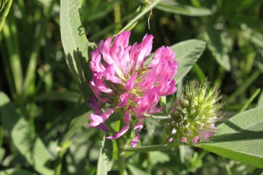 Yeşil yapraklardan oluşan bir arka planda mor çiçek