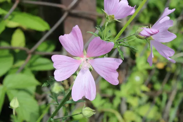 Schöne Flauschige Lila Blume Nahaufnahme Auf Verschwommenem Hintergrund — Stockfoto