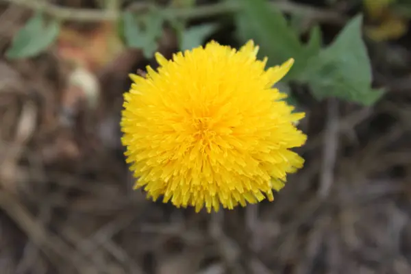 Žlutý Květ Rozmazané Pozadí Zblízka — Stock fotografie