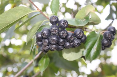Güneşli bir günde boğaz üzümü yakın çekimi. Arkaplan ya da duvar kağıdı olarak ve diğer tasarım fikirlerinizde kullanılabilir